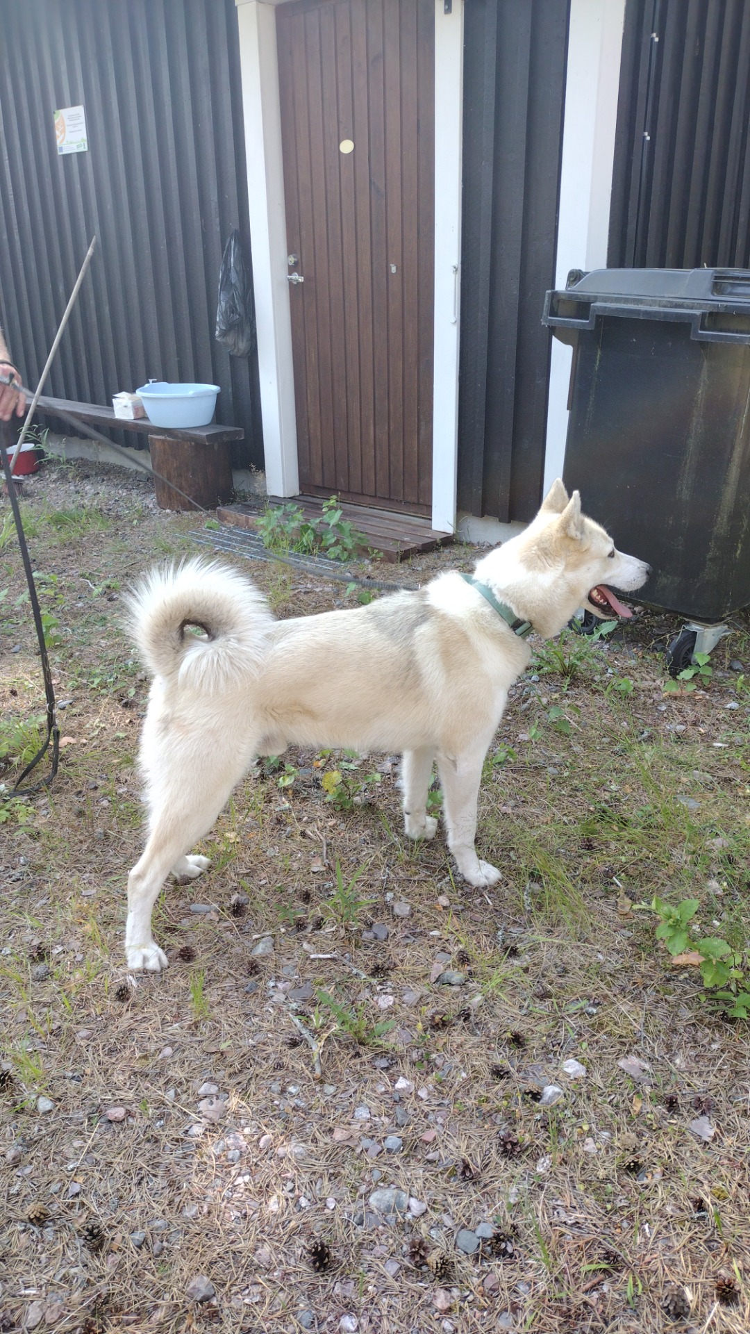 Surmansaajon Rohki Vääräleuka 